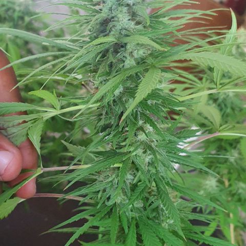 Stardawg growlog timeline photo