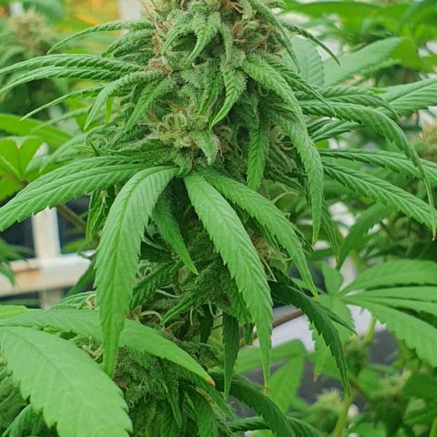 Runtz clone growlog timeline photo