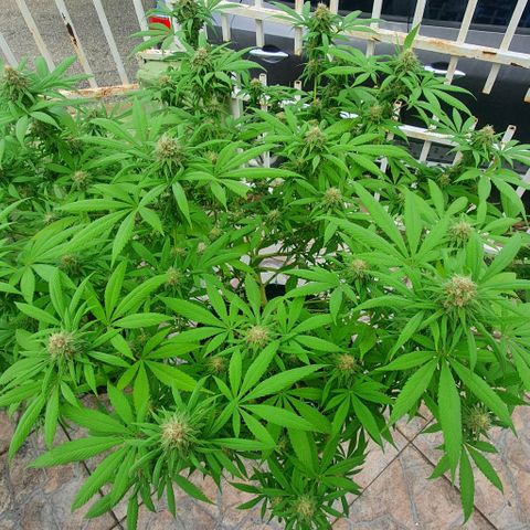 Runtz clone growlog timeline photo