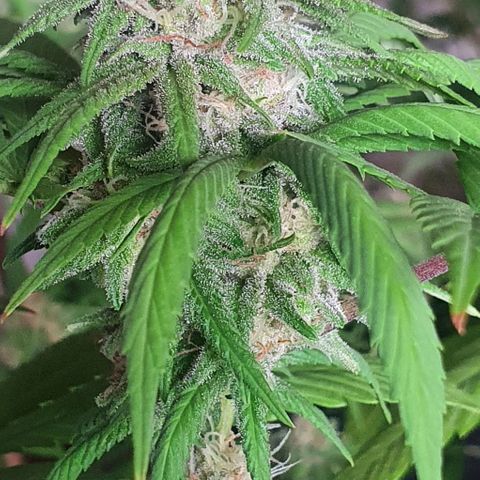 Runtz clone growlog timeline photo