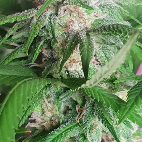 Runtz clone growlog timeline photo