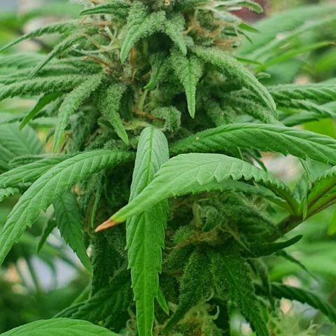 Runtz clone growlog timeline photo