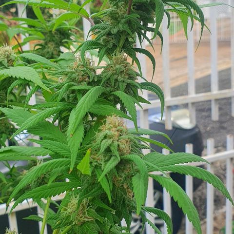 Runtz clone growlog timeline photo