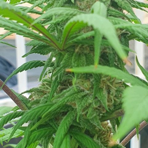 Runtz clone growlog timeline photo