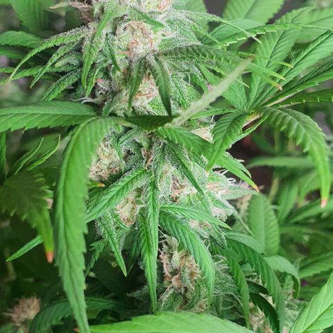 Runtz clone growlog timeline photo