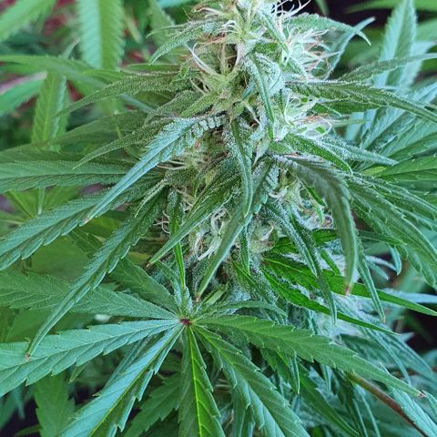 Stardawg growlog timeline photo