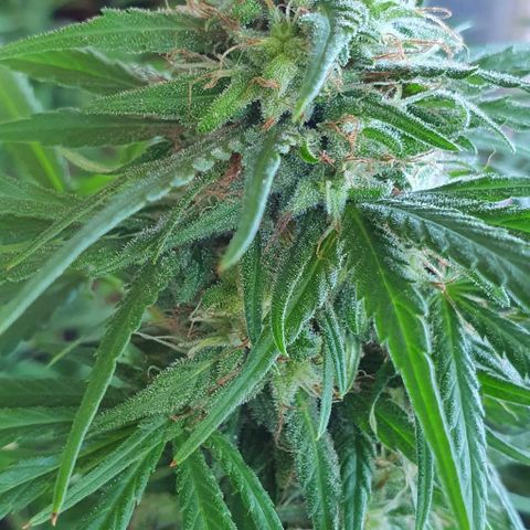 Stardawg growlog timeline photo