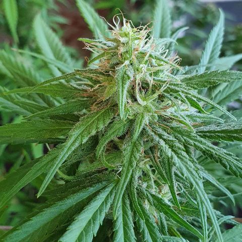 Stardawg growlog timeline photo