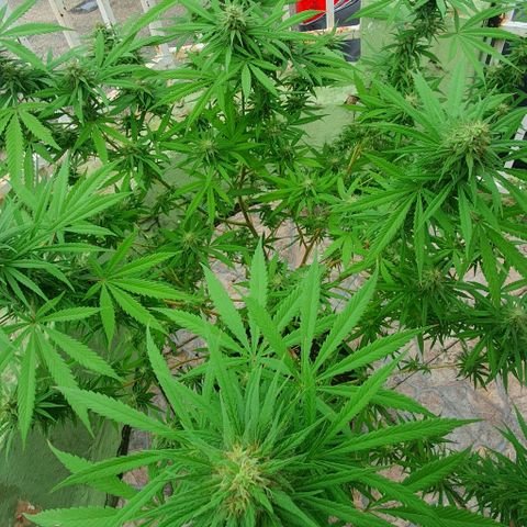 Stardawg growlog timeline photo