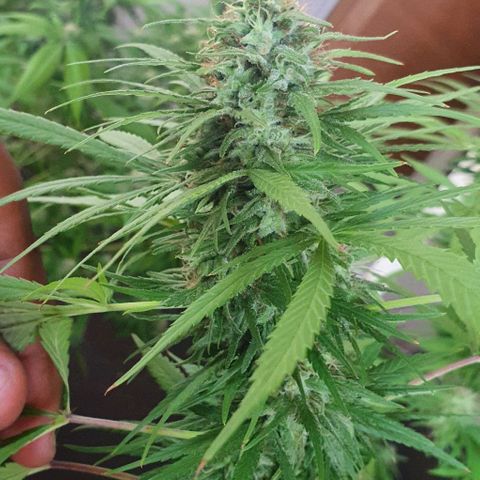 Stardawg growlog timeline photo