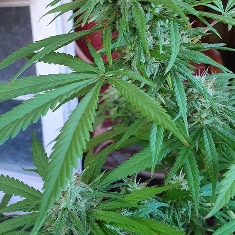 Stardawg growlog timeline photo