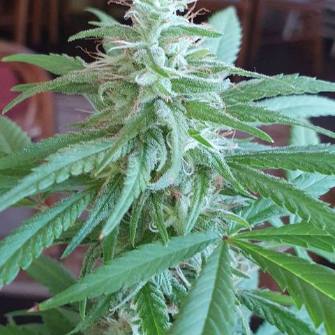 Stardawg growlog timeline photo