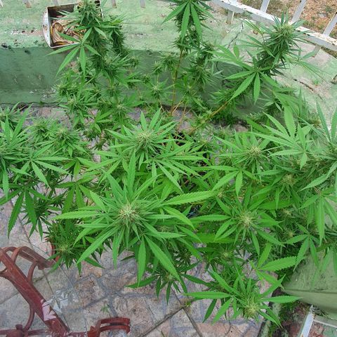 Stardawg growlog timeline photo