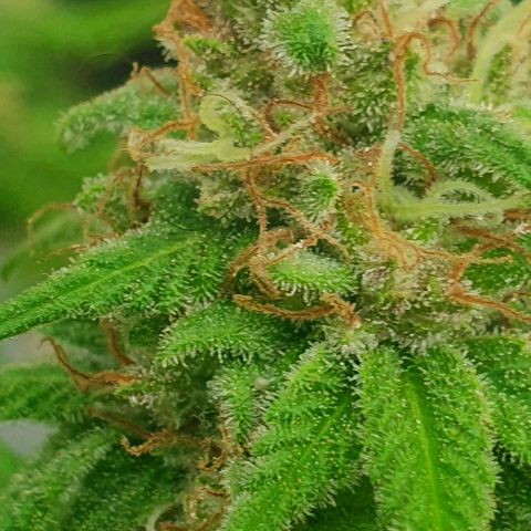 Runtz clone growlog timeline photo