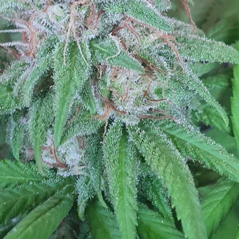 Runtz clone growlog timeline photo