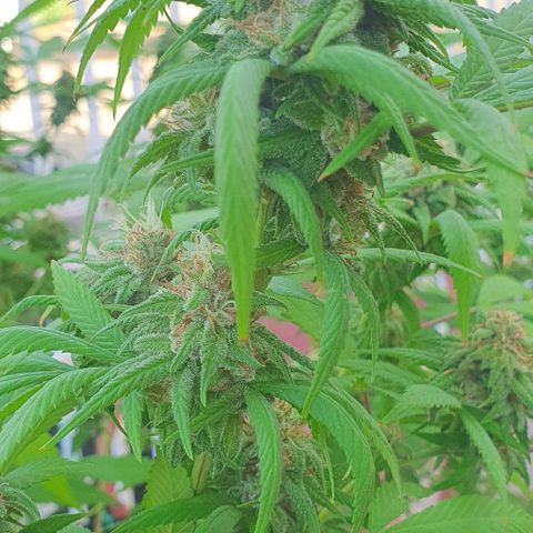 Runtz clone growlog timeline photo