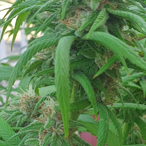 Runtz clone growlog timeline photo