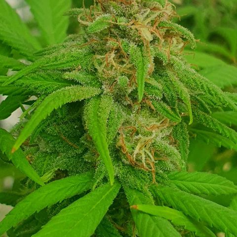 Runtz clone growlog timeline photo