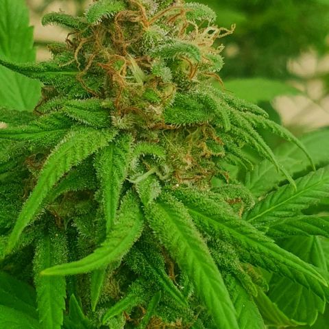 Runtz clone growlog timeline photo