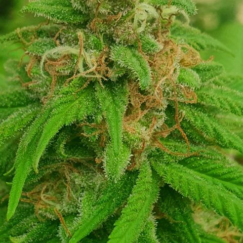 Runtz clone growlog timeline photo
