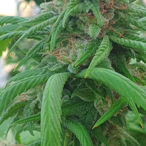 Runtz clone growlog timeline photo