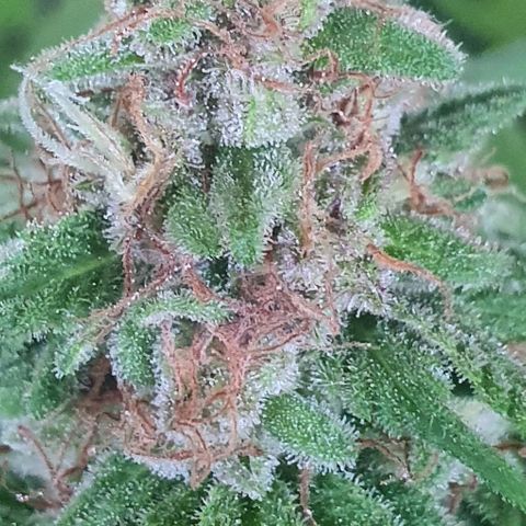 Runtz clone growlog timeline photo