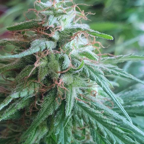 Stardawg growlog timeline photo