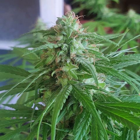 Stardawg growlog timeline photo
