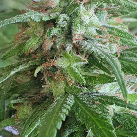 Stardawg growlog timeline photo