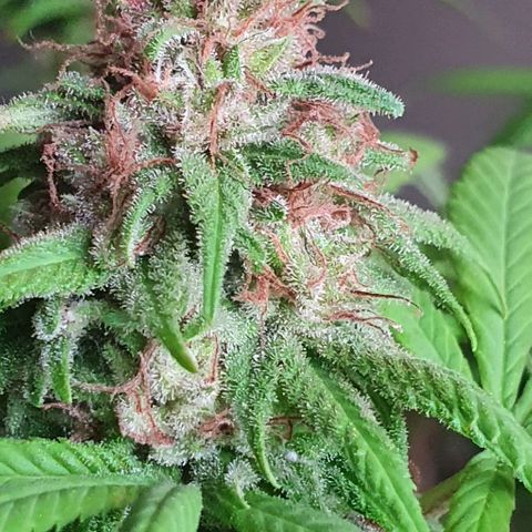 Runtz clone growlog timeline photo