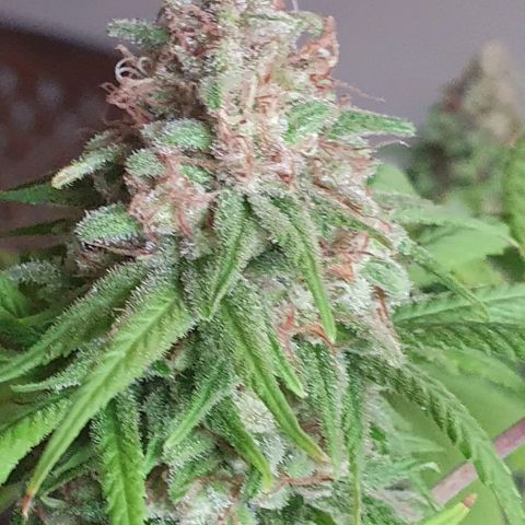 Runtz clone growlog timeline photo
