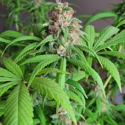 Runtz clone growlog timeline photo