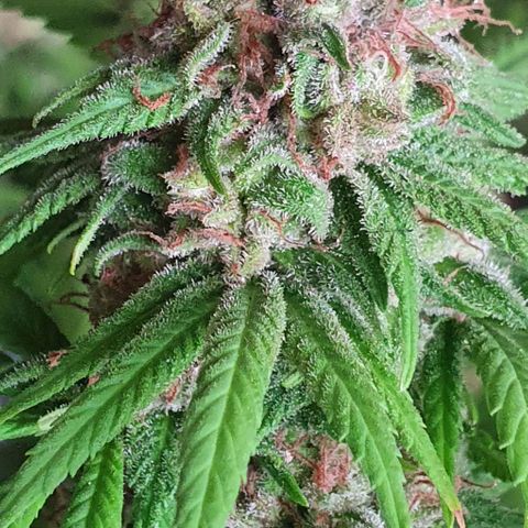 Runtz clone growlog timeline photo