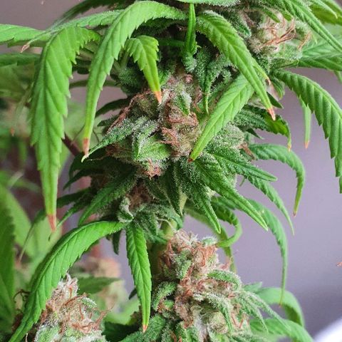 Runtz clone growlog timeline photo