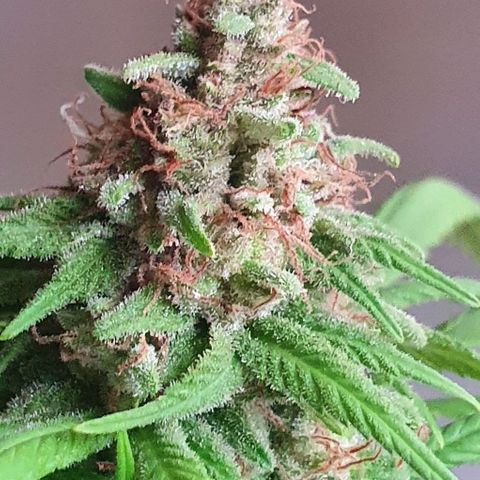 Runtz clone growlog timeline photo