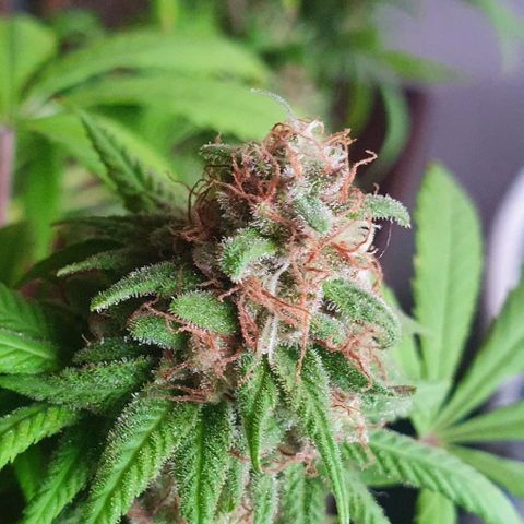 Runtz clone growlog timeline photo