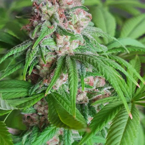 Runtz clone growlog timeline photo