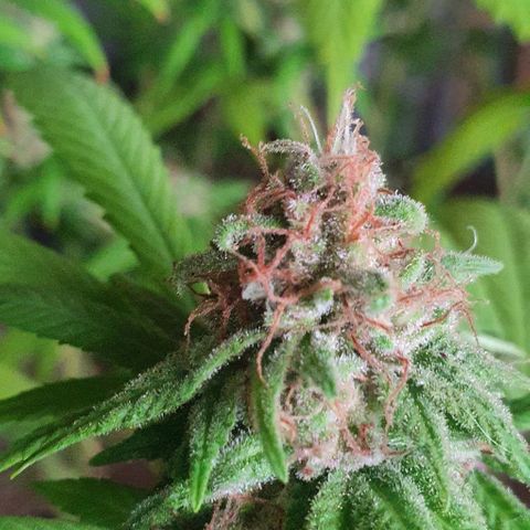 Runtz clone growlog timeline photo