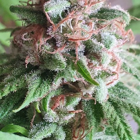 Runtz clone growlog timeline photo