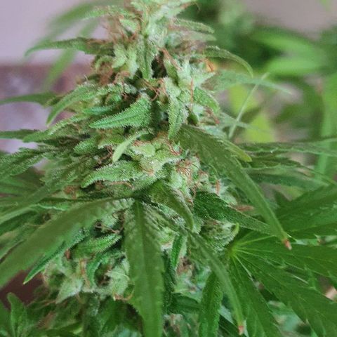 Stardawg growlog timeline photo