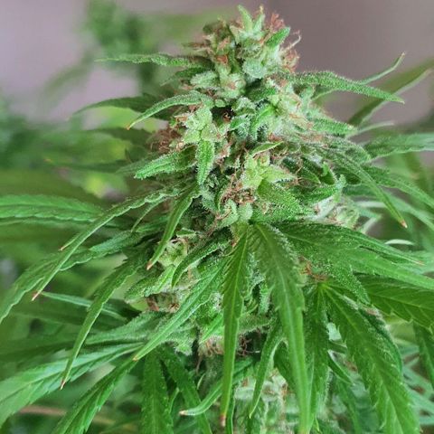Stardawg growlog timeline photo