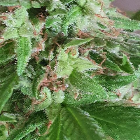 Stardawg growlog timeline photo