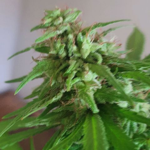 Stardawg growlog timeline photo