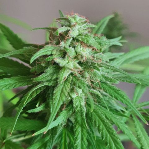 Stardawg growlog timeline photo