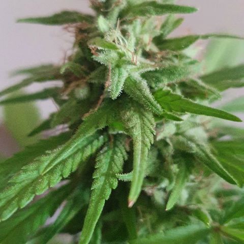 Stardawg growlog timeline photo