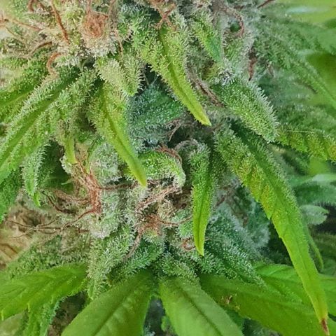 Runtz clone growlog timeline photo