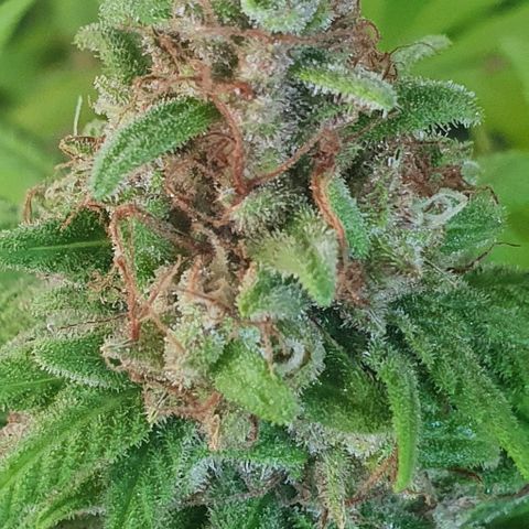 Runtz clone growlog timeline photo