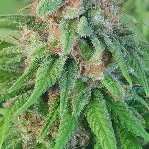 Runtz clone growlog timeline photo