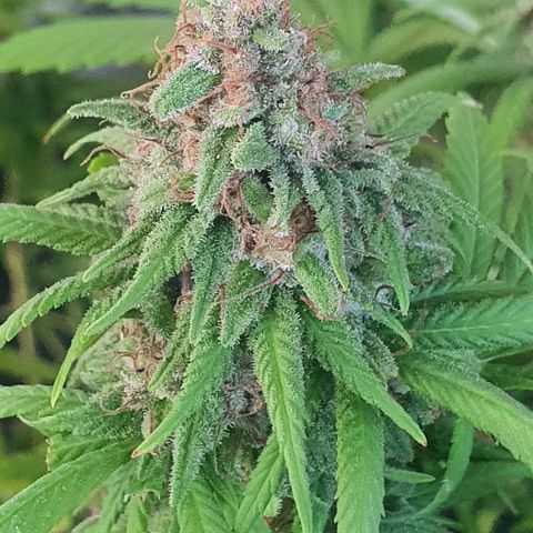 Runtz clone growlog timeline photo
