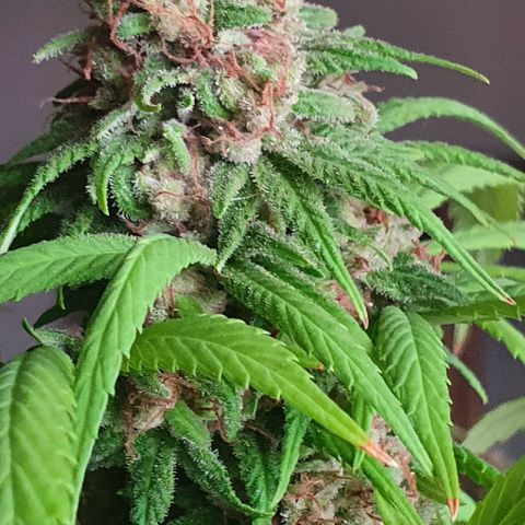 Runtz clone growlog timeline photo